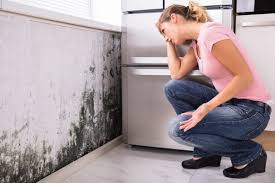 Why You Should Choose Our Mold Remediation Services in West Pittston, PA